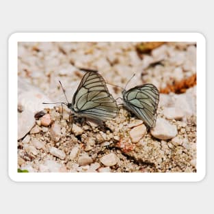 Aporia Crataegi Butterflies Sticker